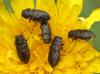 Anthaxia sp.